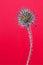 A single dried thistle with waterdrops - pink background