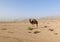 single dromedary in a dessert in Egypt with mountains and a lot of plastic rubbish, sharm el sheikh