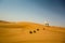 Single dromedary in red hatta desert in the United Arab Emirates
