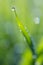 Single drop on a blade of grass