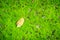 Single dry leave fallen on green mossy background. Art of nature