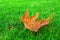 Single Dry Maple Leaf on Bright Grass