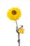 Single dry strawflower xerochrysum bracteatum flower