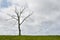 Single dry tree, cloudy sky, grass at bottom