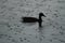 A single duck silhouetted on water in the rain