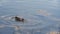 Single Duck Swimming And Diving In Search For Food In Lake