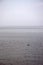 Single duck swimming on the lake and water and sky blend together at horizon