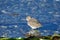 Single Dunlin in winter plumage stands in water by shore of Whiffen Spit