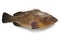 Single dusky grouper