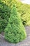 Single dwarf white spruce in a garden