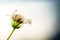 Single dying white petal wild flower close up