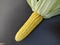 Single ear of corn isolated with husk removed and gethered at the stem. Light yellow coloured grains