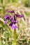Single Early Purple Orchid, Orchis mascula