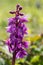 Single Early Purple Orchid, Orchis mascula