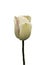 Single Early tulip Diana