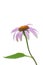 Single echinacea flower