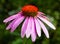 Single echinacea flower