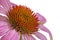 Single echinacea flower, macro