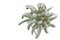 Single Edelweiss flower on white
