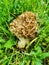 A single edible Yellow Morel (yellow morel) mushroom growing in the meadow