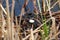 A single egg in a red necked grebe nest as parents leave to feed