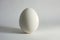 Single Egg on White Background