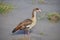 Single Egyptian Goose Wades in Swamp