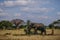 Single elephant chopping wood in savannah in front of baobab tree and cloudy sky