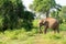 Single elephant inside the udawalawe national park, Sri Lanka