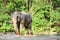 Single elephant standing with forest background.