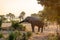 Single elephant surrounded by palm trees