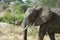 Single elephant, Tarangire National Park, Tanzania