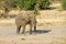 Single elephant, Tarangire National Park, Tanzania