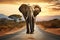 Single elephant walking in a road with the Sun from behind