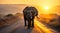 Single elephant walking in a road with the Sun from behind, AI Generative Illustration Graphic Design Art