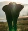 Single elephant walking with the sun from behind