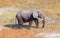 Single elephant wandering in the Okavango delta Botswana