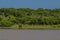 A single elephants go along the lake, Yala National Park, Sri Lanka