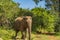 A single elephants go around a safari, Yala National Park, Sri Lanka
