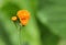 Single Emilia javanica or Irish Poet. Orange flower.