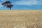 Single eucalyptus tree in a wheat field