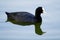 Single Eurasian Coot bird - latin Fulica atra - known also as Australian Coot on a water surface during the spring mating season