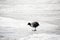 Single Eurasian Coot standing on ice