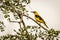 Single eurasian golden oriole bird perched on branch