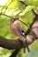 Single Eurasian Jay bird - latin Garrulus glandarius - on a tree branch during the spring mating season in wetlands of north-