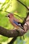 Single Eurasian Jay bird - latin Garrulus glandarius - on a tree branch during the spring mating season in wetlands of north-