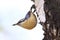 Single Eurasian Nuthatch bird on tree trunk