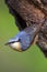 Single Eurasian Nuthatch bird on tree trunk