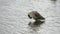 A single european goose bird standing in a lake