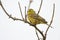 Single European Serin bird on tree twig